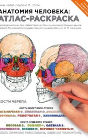 Анатомия человека: атлас-раскраска