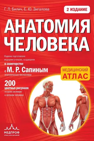Human anatomy