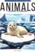 Animals. Раскраска по номерам