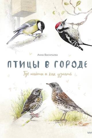Птицы в городе. Где найти и как узнать