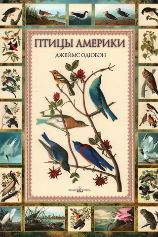 Птицы Америки