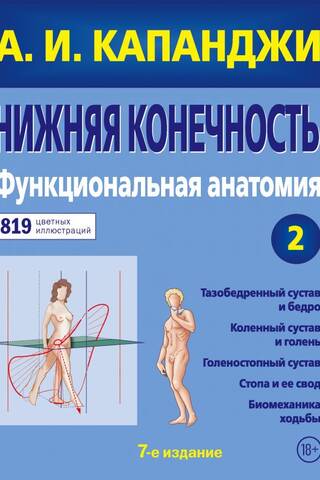 Lower Limb: Functional Anatomy