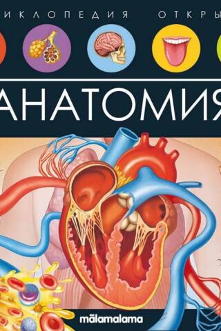 Anatomy