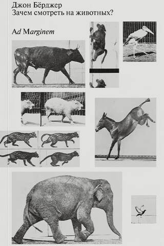 Why look at animals?