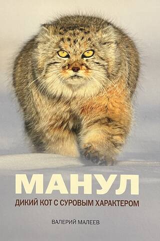 Манул. Дикий кот с суровым характером