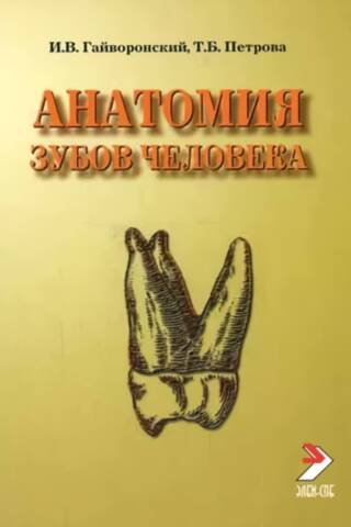 Анатомия зубов человека