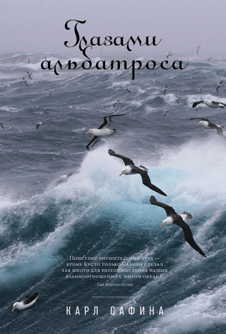 Through the eyes of an albatross