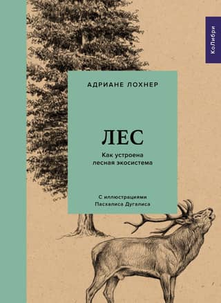 Forest. How the forest ecosystem works