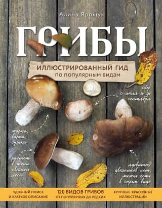 Mushrooms: An Illustrated Guide to Popular Types
