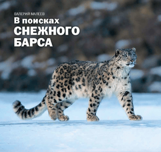 In search of the snow leopard