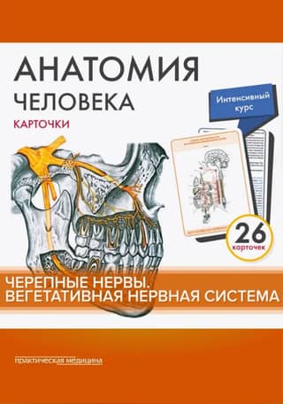 Cilvēka anatomija. Kartiņas. Galvaskausa nervi. Autonomā nervu sistēma