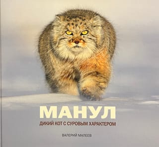 Манул. Дикий кот с суровым характером