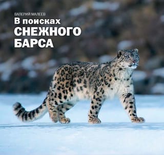 В поисках снежного барса