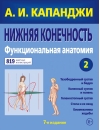 Нижняя конечность: Функциональная анатомия
