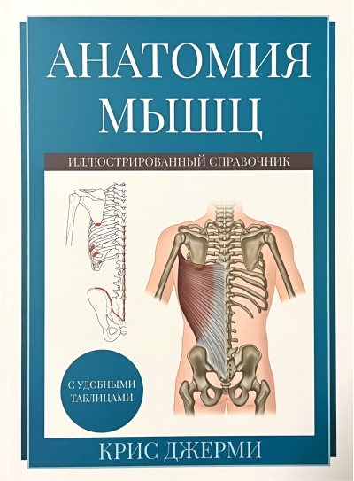 Анатомия мышц.  Иллюстрированный справочник