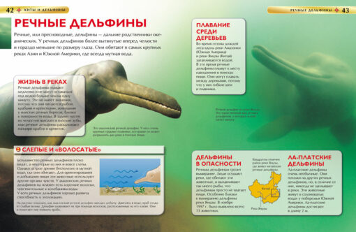 Whales and dolphins. Children's encyclopedia