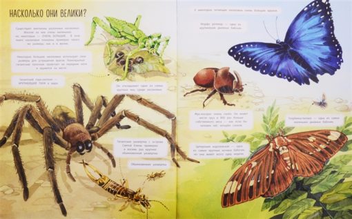 Большая книга о насекомых