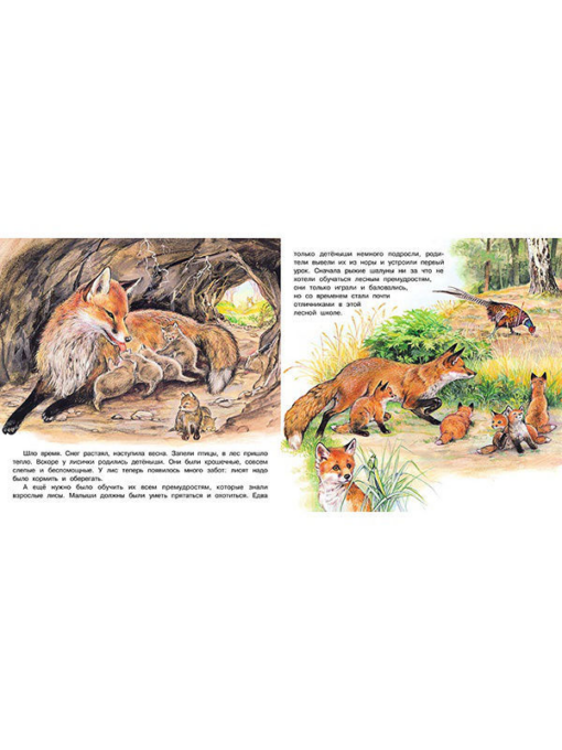 Let's get to know the world around us. Little fox adventure
