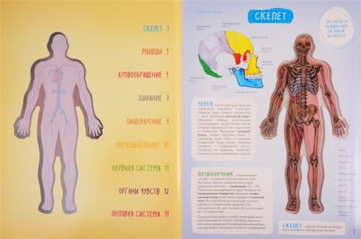 Тело человека. Интерактивный атлас по анатомии с вырубкой. Разбери свое тело на 6 систем. Слой за слоем