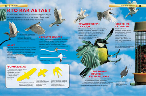 Birds. Children's encyclopedia