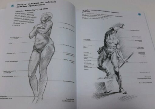 Anatomy for artists. Practical course