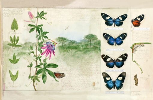 Butterflies. Fundamentals of Systematics, Habitat, Life Cycle and the Magic of Perfection