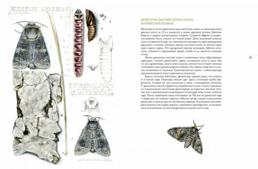 Бабочки.  Основы систематики, среда обитания, жизненный цикл и магия совершенства