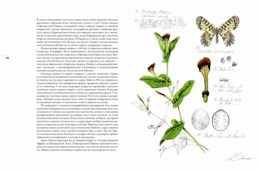 Бабочки.  Основы систематики, среда обитания, жизненный цикл и магия совершенства