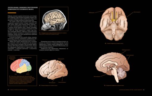 Big brain atlas