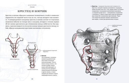 Анатомия: с иллюстрациями из классической «Анатомии Грея»