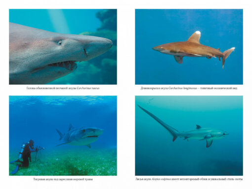 Emperors of the Deep. Sharks: The most mysterious, underestimated and irreplaceable guardians of the ocean
