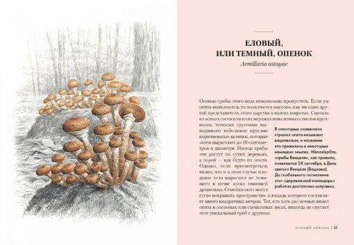 Mushrooms: Inhabitants of the Hidden World