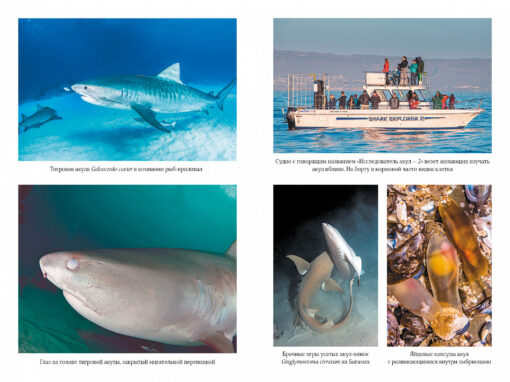 Dziļuma imperatori. Haizivis: Noslēpumainākie, nenovērtētākie un neaizstājamākie okeāna sargi
