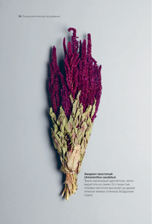 Cut and dry. A Modern Guide to Stylish Dried Flower Arrangements: From Cultivation to Bouquet
