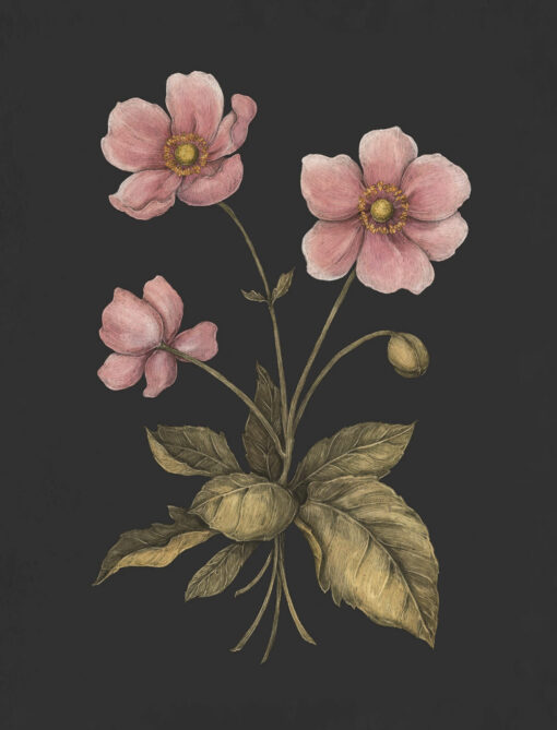 Floriogrāfija. Ilustrēts ceļvedis Viktorijas laika ziedu valodā