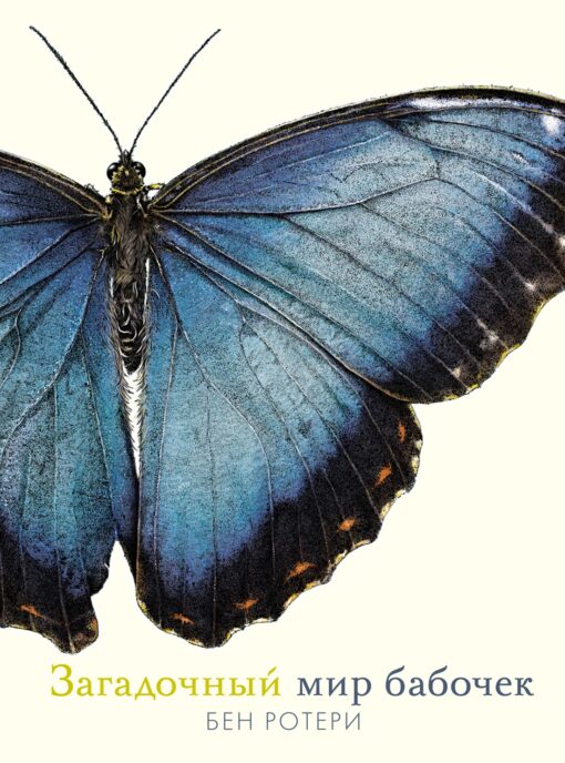 The mysterious world of butterflies