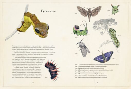 The mysterious world of butterflies
