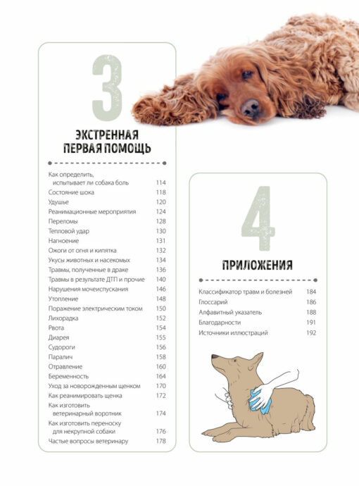 First aid for dogs. Examination, actions in emergency situations, first aid kit, socialization