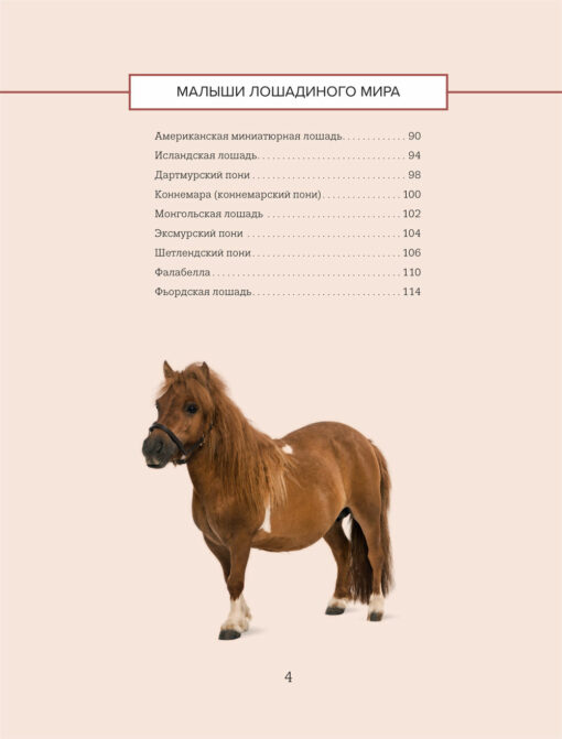 Horses. Illustrated guide to the most popular breeds
