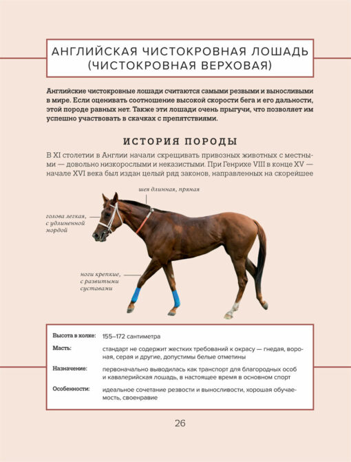 Horses. Illustrated guide to the most popular breeds
