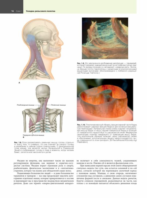 Anatomy trains. Myofascial Meridians for Chiropractors and Movement Specialists