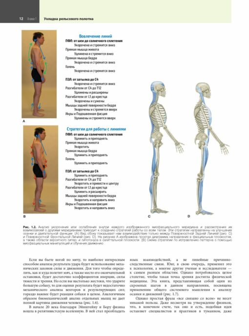 Anatomy trains. Myofascial Meridians for Chiropractors and Movement Specialists