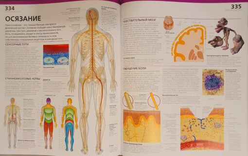 Atlas of human anatomy. Detailed illustrated guide