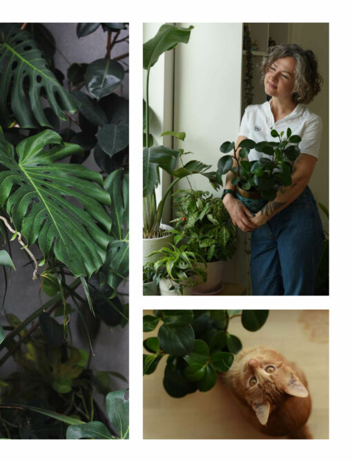 Growing in the dark Indoor plants for the nooks and crannies of your home