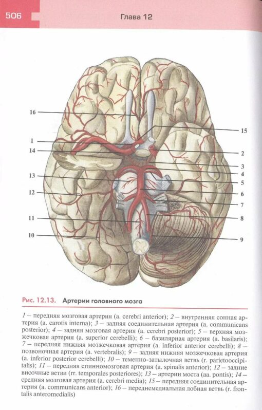 Atlas of human anatomy and physiology