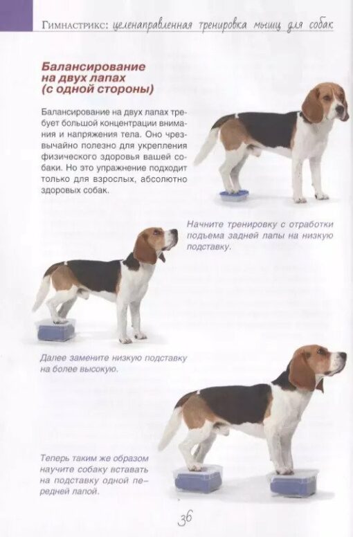 Гимнастрикс: целенаправленная тренировка мышц для собак