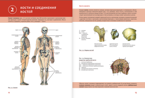 Наглядная анатомия человека. Подробный атлас с иллюстрациями