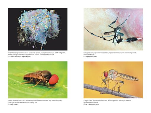 Супермухи.  Удивительные истории из жизни самых успешных в мире насекомых