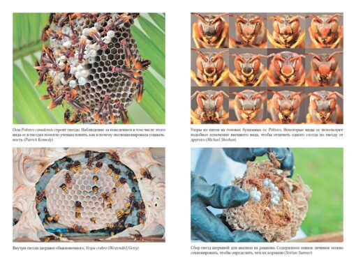 Тайны осиного гнезда.  Причудливый мир самых недооцененных насекомых