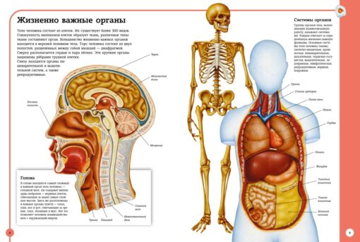 Первый атлас анатомии человека